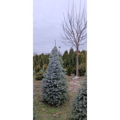 Саджанці купити Ялина колюча форма блакитна (Picea pungens f. glauca) / H 200 + см / ком