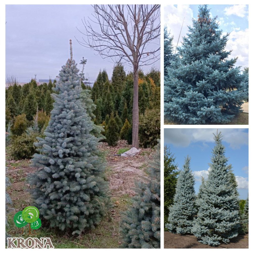 Саджанці купити Ялина колюча форма блакитна (Picea pungens f. glauca) / H 200 + см / ком