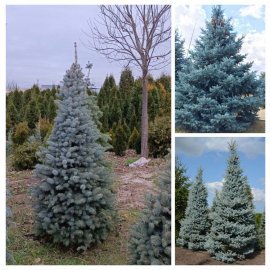 Ялина колюча форма блакитна (Picea pungens f. glauca) / H 200 + см / ком