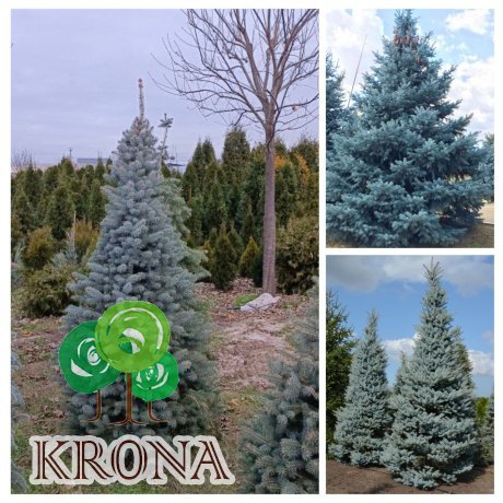 Саджанці купити Ялина колюча форма блакитна (Picea pungens f. glauca) / H 200 + см / ком
