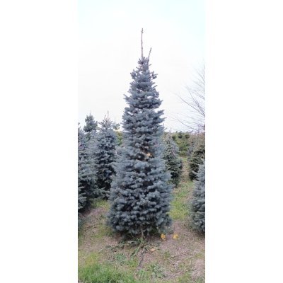 Саджанці купити Ялина колюча форма блакитна (Picea pungens f. glauca) / Н 300 + см / ком
