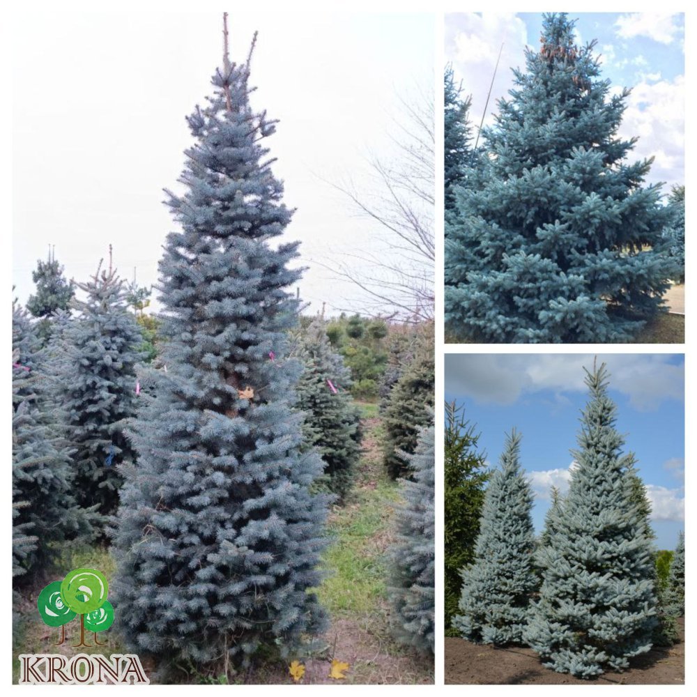 Саджанці купити Ялина колюча форма блакитна (Picea pungens f. glauca) / Н 300 + см / ком
