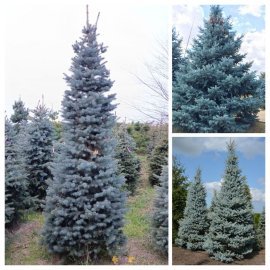 Ялина колюча форма блакитна (Picea pungens f. glauca) / Н 300 + см / ком