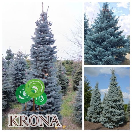 Саджанці купити Ялина колюча форма блакитна (Picea pungens f. glauca) / Н 300 + см / ком