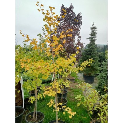 Саджанці купити Гінкго дволопатевий (Ginkgo biloba) / Н 180-200 + см / контейнер С 25-35 L 