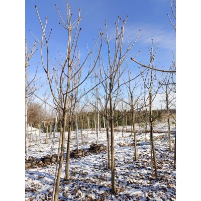Саджанці купити Каштан кінський "Бріотті"/(Aesculus carnea) "Briotii"Н 300 см/НО 16-18см/ ком