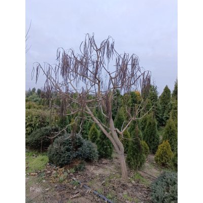 Саджанці купити Катальпа бігнонієподібна  (Catalpa bignonioides) / H 200-250 см + / ком