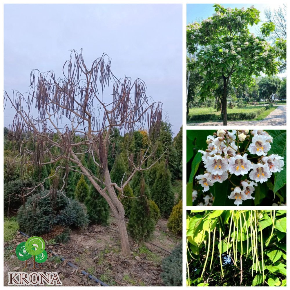 Саджанці купити Катальпа бігнонієподібна  (Catalpa bignonioides) / H 200-250 см + / ком