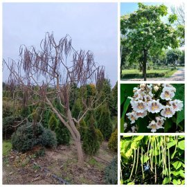Катальпа бігнонієподібна (Catalpa bignonioides) / H 200-250 см + / ком Катальпа бігнонієподібна (Catalpa bignonioides) / H 200-250 см + / ком