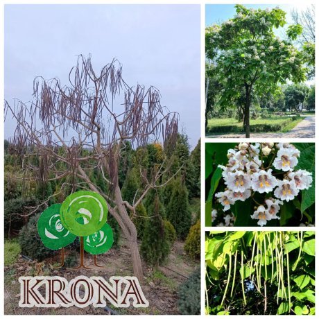 Саджанці купити Катальпа бігнонієподібна  (Catalpa bignonioides) / H 200-250 см + / ком