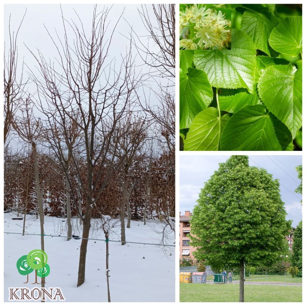 Саджанці купити Липа дрібнолиста (Tilia cordata) / H 250-350 см/ком