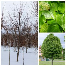 Липа дрібнолиста (Tilia cordata) / H 250-350 см/ком Липа дрібнолиста (Tilia cordata) / H 250-350 см/ком