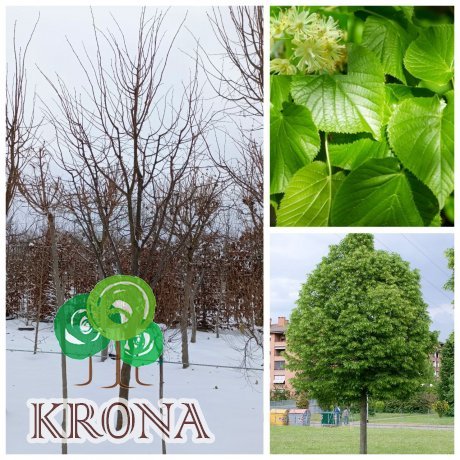Саджанці купити Липа дрібнолиста (Tilia cordata) / H 250-350 см/ком