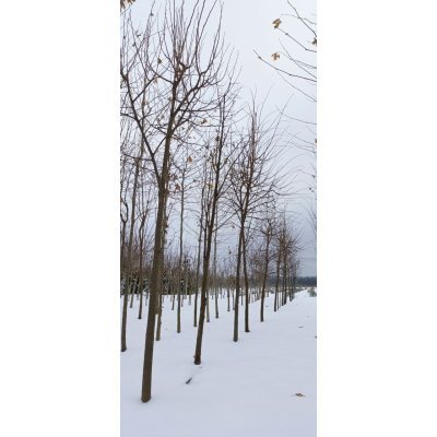 Саджанці купити Липа дрібнолиста (Tilia cordata) "Rancho"/Н 450-500+/НО 17-21 см/ком