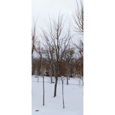 Саджанці купити Липа дрібнолиста (Tilia cordata) /H 300 см/НО 20-25 см/ ком