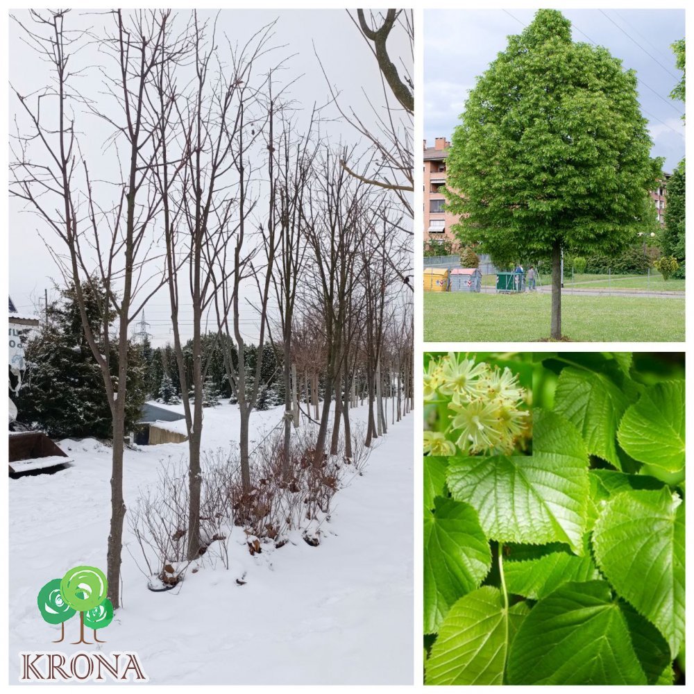 Саджанці купити Липа дрібнолиста  (Tilia cordata) /H 500 см/НО 25-30 см/ ком