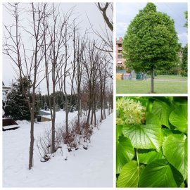 Липа дрібнолиста  (Tilia cordata) /H 500 см/НО 25-30 см/ ком