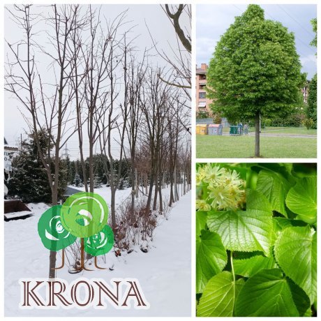 Саджанці купити Липа дрібнолиста  (Tilia cordata) /H 500 см/НО 25-30 см/ ком