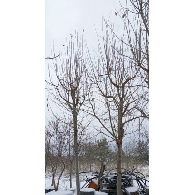 Саджанці купити Липа американська (Tilia americana) / H 450-500 см + / НО 35-37 см / ком
