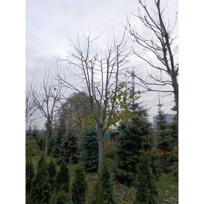 Саджанці купити Липа широколиста (Tilia platyphyllos) / H 350 см + / НО 30-40 см / ком