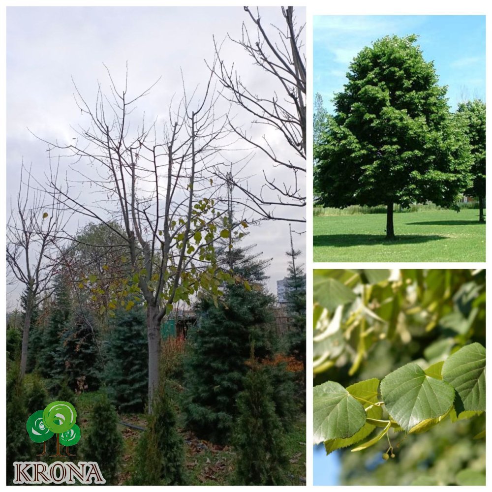 Саджанці купити Липа широколиста (Tilia platyphyllos) / H 350 см + / НО 30-40 см / ком