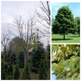 Липа широколиста (Tilia platyphyllos) / H 350 см + / НО 30-40 см / ком