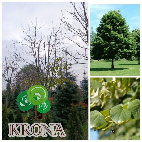 Саджанці купити Липа широколиста (Tilia platyphyllos) / H 350 см + / НО 30-40 см / ком