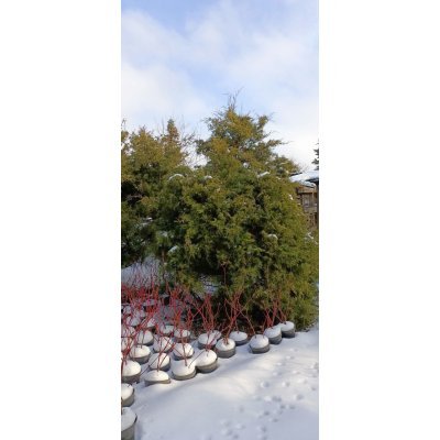 Саджанці купити Ялівець віргінський (Juniperus virginiana) /H 200 + см / ком