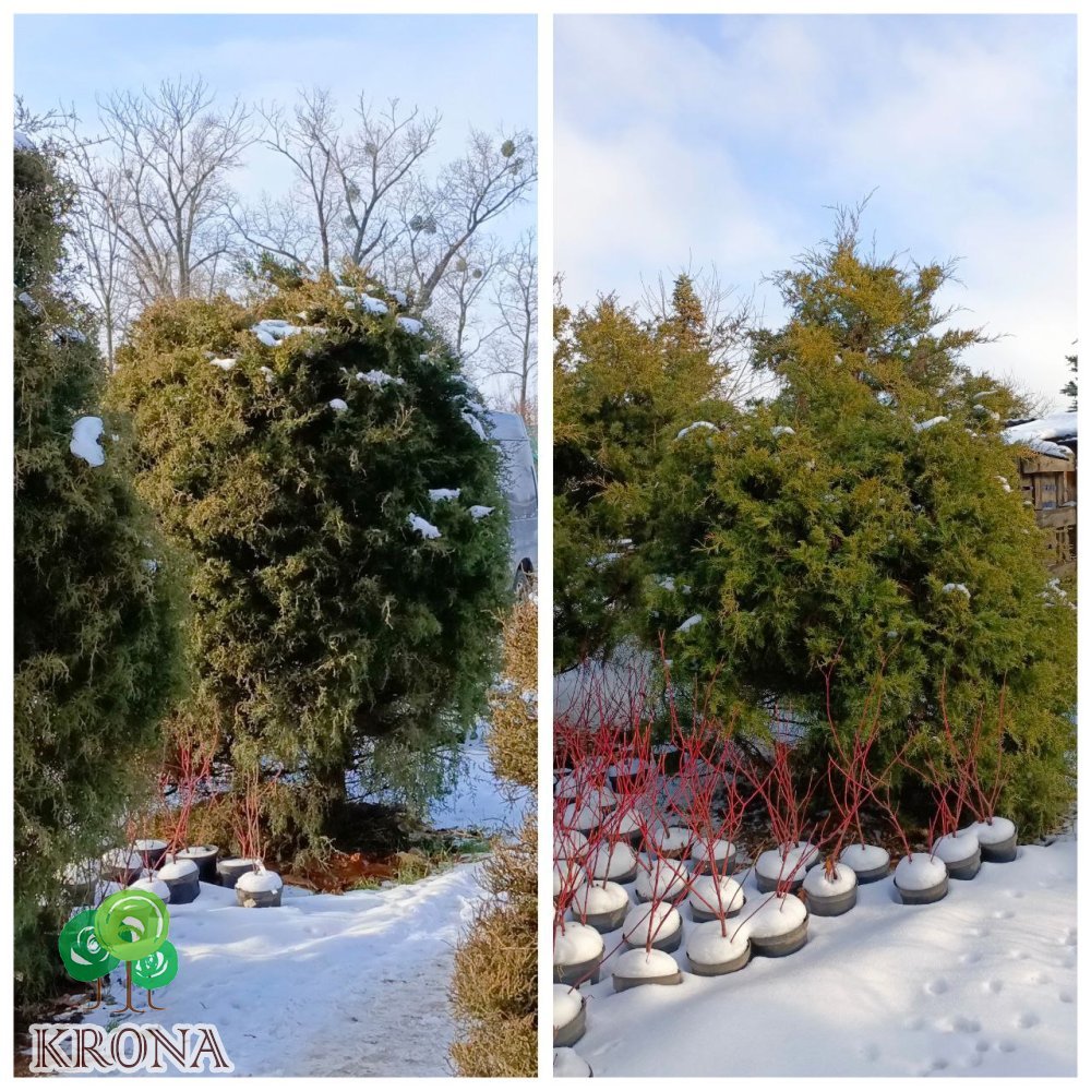 Саджанці купити Ялівець віргінський (Juniperus virginiana) /H 200 + см / ком