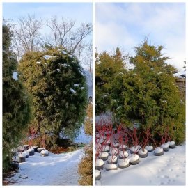 Ялівець віргінський (Juniperus virginiana) /H 200 + см / ком