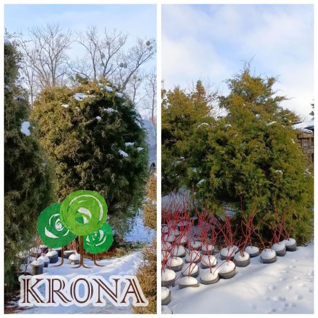Саджанці купити Ялівець віргінський (Juniperus virginiana) /H 200 + см / ком