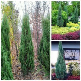 Ялівець скельний (Juniperus scopulorum) "Blue Arrow" / H 180-220 см / ком
