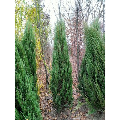 Саджанці купити Ялівець скельний (Juniperus scopulorum) "Blue Arrow" / H 180-220 см / ком