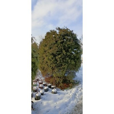 Саджанці купити Ялівець віргінський (Juniperus virginiana) /H 200 + см / ком