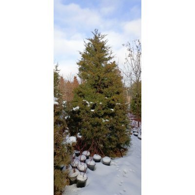 Саджанці купити Ялівець віргінський (Juniperus virginiana)/Н 250-300 см/кому