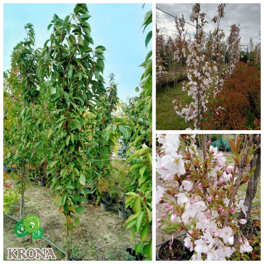 Саджанці купити Сакура "Аманогава"/ (Prunus serrulata) "Amanogawa" /H 300-350 см /контейнер С 200L