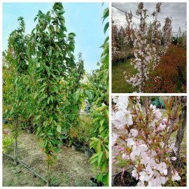 Сакура "Аманогава"/ (Prunus serrulata) "Amanogawa" /H 300-350 см /контейнер С 200L