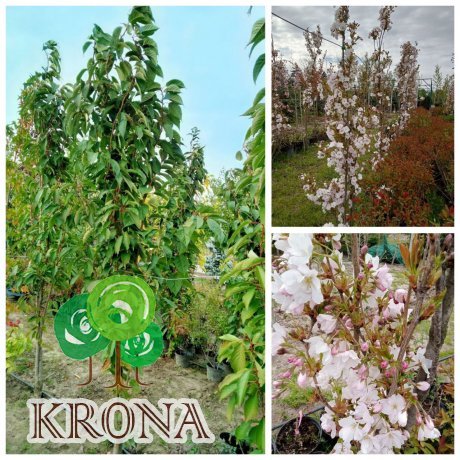 Саджанці купити Сакура "Аманогава"/ (Prunus serrulata) "Amanogawa" /H 300-350 см /контейнер С 200L