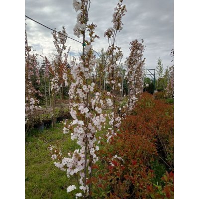 Саджанці купити Сакура "Аманогава"/ (Prunus serrulata) "Amanogawa" /H 300-350 см /контейнер С 200L