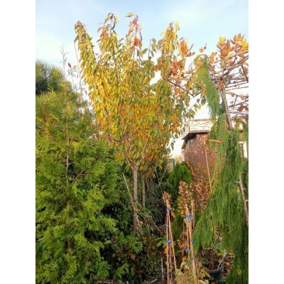 Саджанці купити Сакура "Канзан"/ (Prunus serrulata) "Kanzan"/НО 3-35 см/Н 500+ см/ком