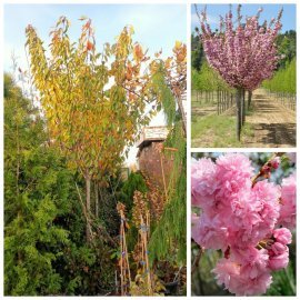 Сакура "Канзан"/ (Prunus serrulata) "Kanzan"/НО 3-35 см/Н 500+ см/ком