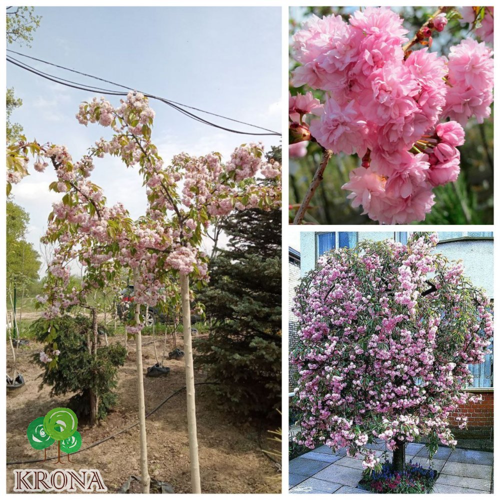 Саджанці купити Сакура "Кіку-шідаре" (Prunus serrulata) "Kiku-Shidare" /Stam 150-160 см/НО16-18см/ контейнер С 200 L