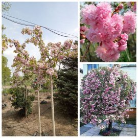 Сакура "Кіку-шідаре" (Prunus serrulata) "Kiku-Shidare" /Stam 150-160 см/НО16-18см/ контейнер С 200 L