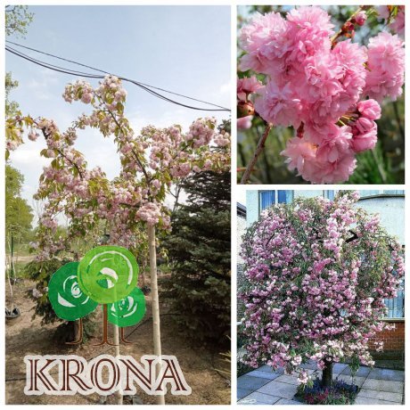 Саджанці купити Сакура "Кіку-шідаре" (Prunus serrulata) "Kiku-Shidare" /Stam 150-160 см/НО16-18см/ контейнер С 200 L