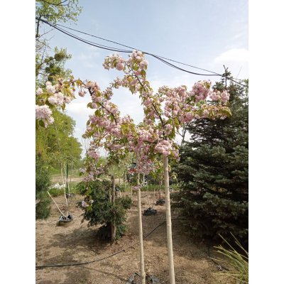 Саджанці купити Сакура "Кіку-шідаре" (Prunus serrulata) "Kiku-Shidare" /Stam 150-160 см/НО16-18см/ контейнер С 200 L