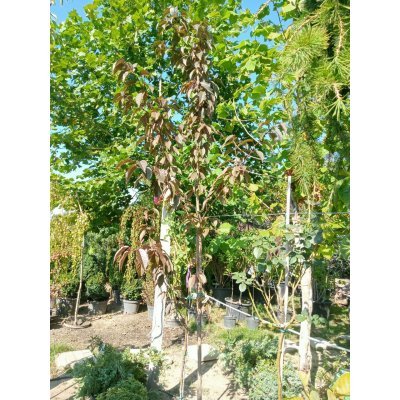 Саджанці купити Сакура дрібнопильчаста "Роял Бургунді (Prunus serrulata) "Royal Burgundy"/H 300+ см/ком