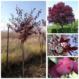 Слива червонолиста "Голівуд" /(Prunus) "Hollywood" / 6 років/Н 250+ см/ НО 9-13 см/ком