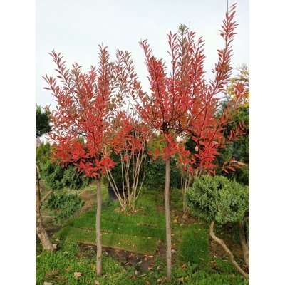 Саджанці купити Слива приземка (Prunus pumila) ''Depressa'' /Stam 120 см/АЛЕ 8-10см/ кому