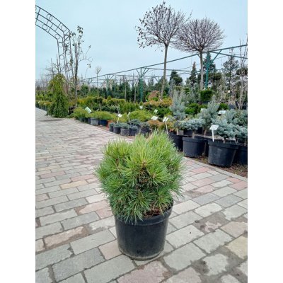 Саджанці купити Сосна звичайна (Pinus sylvestris) Frensham  /Френшем / С 12 