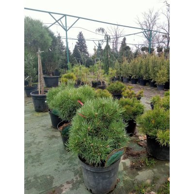Саджанці купити Сосна звичайна (Pinus sylvestris) Frensham  /Френшем / С 12 
